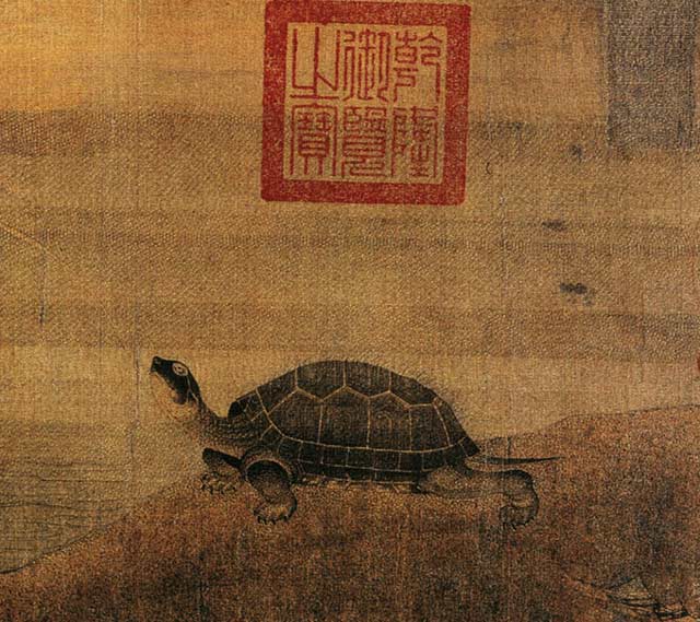 turtle